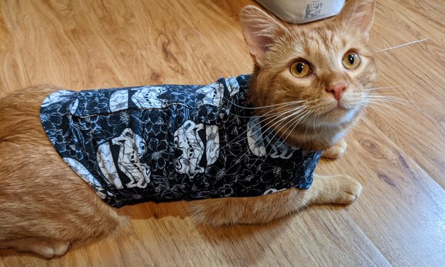 Ori the cat wearing a storm trooper anxiety vest.